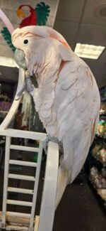Muloccan Cockatoo - Image 2