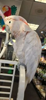 Muloccan Cockatoo - Image 4