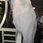 Muloccan Cockatoo