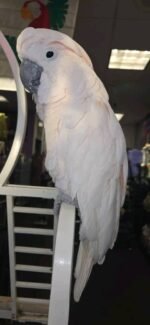 Muloccan Cockatoo