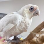Meet " Jerry " Goffin cockatoo 5 years