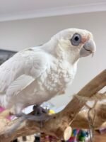 Meet " Jerry " Goffin cockatoo 5 years