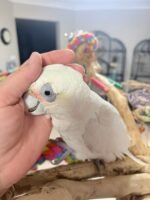 Meet " Jerry " Goffin cockatoo 5 years - Image 3