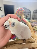 Meet " Jerry " Goffin cockatoo 5 years - Image 4