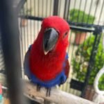 Meet '' Nina" Female Eclectus is 2 years old