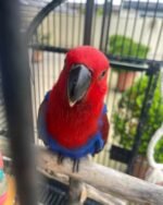 Meet '' Nina" Female Eclectus is 2 years old