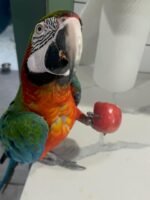 15 years old DNA tested female Harlequin Macaw - Image 3