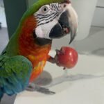 15 years old DNA tested female Harlequin Macaw
