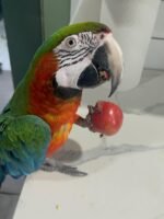 15 years old DNA tested female Harlequin Macaw