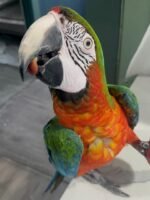 15 years old DNA tested female Harlequin Macaw - Image 2
