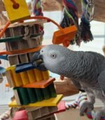 6 years old DNA Tested male African Grey parrot - Image 2