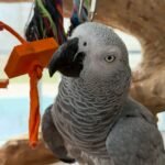6 years old DNA Tested male African Grey parrot