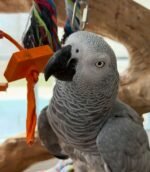 6 years old DNA Tested male African Grey parrot