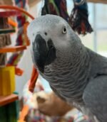 6 years old DNA Tested male African Grey parrot - Image 5