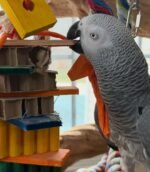 6 years old DNA Tested male African Grey parrot - Image 4