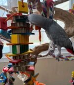 6 years old DNA Tested male African Grey parrot - Image 6