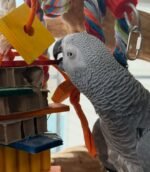 6 years old DNA Tested male African Grey parrot - Image 7