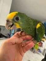 Yellow Shouldered Amazon 6 months old - Image 2