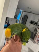 Yellow Shouldered Amazon 6 months old - Image 5