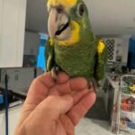 Yellow Shouldered Amazon 6 months old