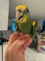 Yellow Shouldered Amazon 6 months old