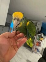 Yellow Shouldered Amazon 6 months old - Image 4