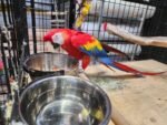 Scarlet Macaw