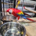 Scarlet Macaw