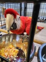 Scarlet Macaw - Image 3