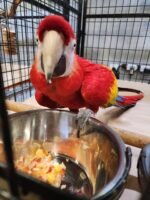 Scarlet Macaw - Image 4