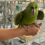 Yellow-naped Amazon 10-year-old - Image 2
