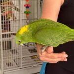Yellow-naped Amazon 10-year-old - Image 3