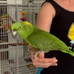 Yellow-naped Amazon 10-year-old