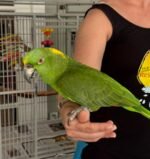 Yellow-naped Amazon 10-year-old