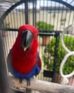 Meet '' Nina" Female Eclectus is 2 years old - Image 2