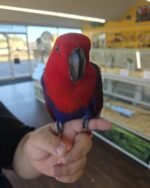 Meet '' Nina" Female Eclectus is 2 years old - Image 4