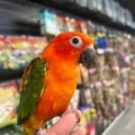 Red factor sun conure 8months old
