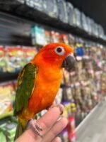 Red factor sun conure 8months old