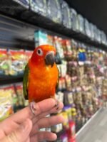 Red factor sun conure 8months old - Image 5