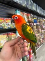 Red factor sun conure 8months old - Image 4