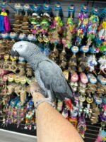 AFRICAN GREY CONGO - Image 2