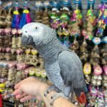 AFRICAN GREY CONGO
