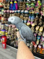 AFRICAN GREY CONGO - Image 3