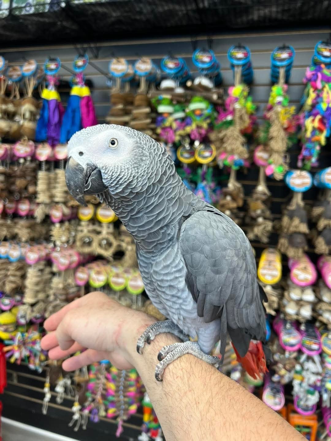 WhatsApp Image 2026-05-08 at 1.11.03 PM AFRICAN GREY CONGO - Image 1