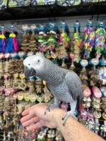 AFRICAN GREY CONGO - Image 5