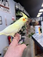 Lutino Cockatiel - Image 2