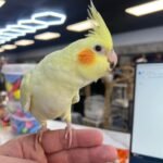 Lutino Cockatiel