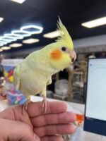 Lutino Cockatiel