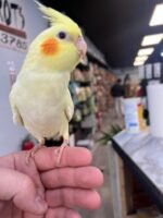 Lutino Cockatiel - Image 4