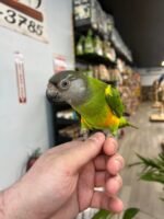 Senegal Parrot - Image 2